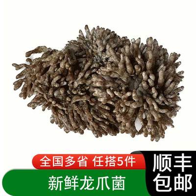 新鲜龙爪菇250g 当季山珍菌类蘑菇珊瑚菌煲汤火锅