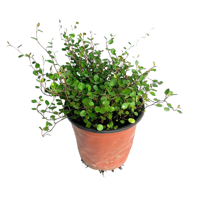 千叶吊兰1盆 长寿藤吊兰观叶植物酒店西餐饮冷艺摆盘围盘花草包邮