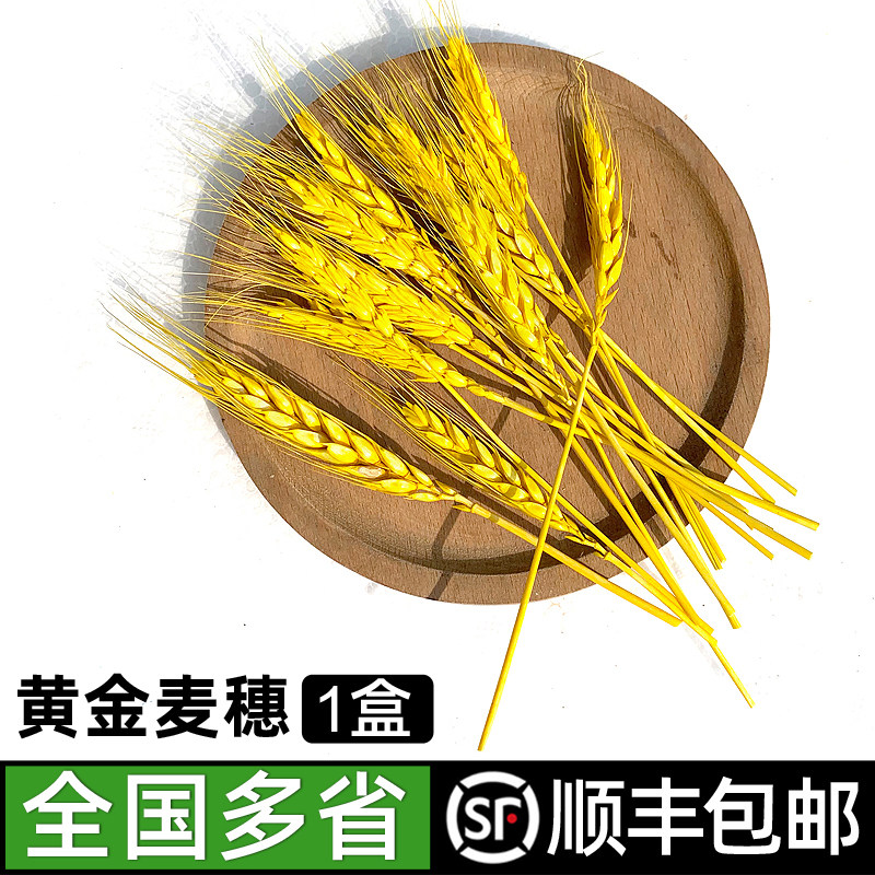 黄金麦穗5g/盒 丰收稻穗田园摆盘装饰礼品拍摄麦穗材料 顺丰包邮