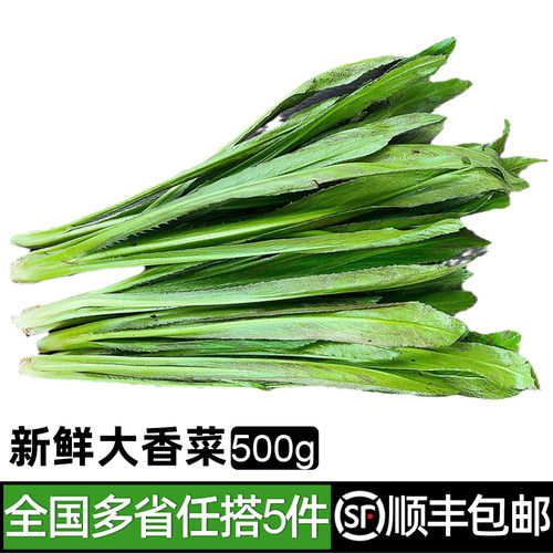 新鲜大香菜泰国香菜香料蔬菜