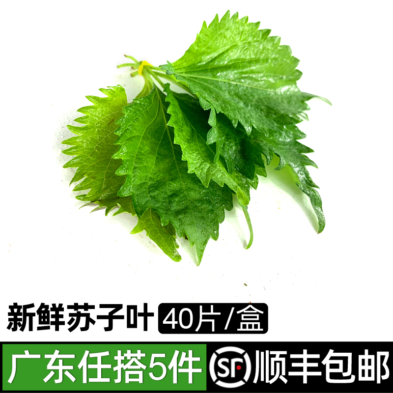 新鲜苏子叶40片/盒叶海鲜去腥