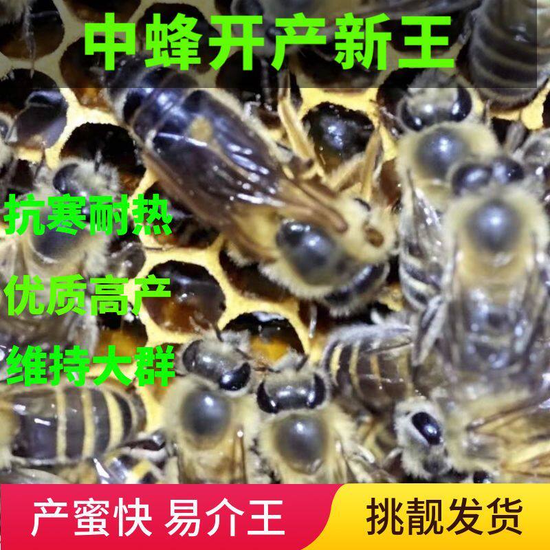 【现货速发】优质中蜂蜂王广西开产王阿坝双色优质耐寒阿坝开产王