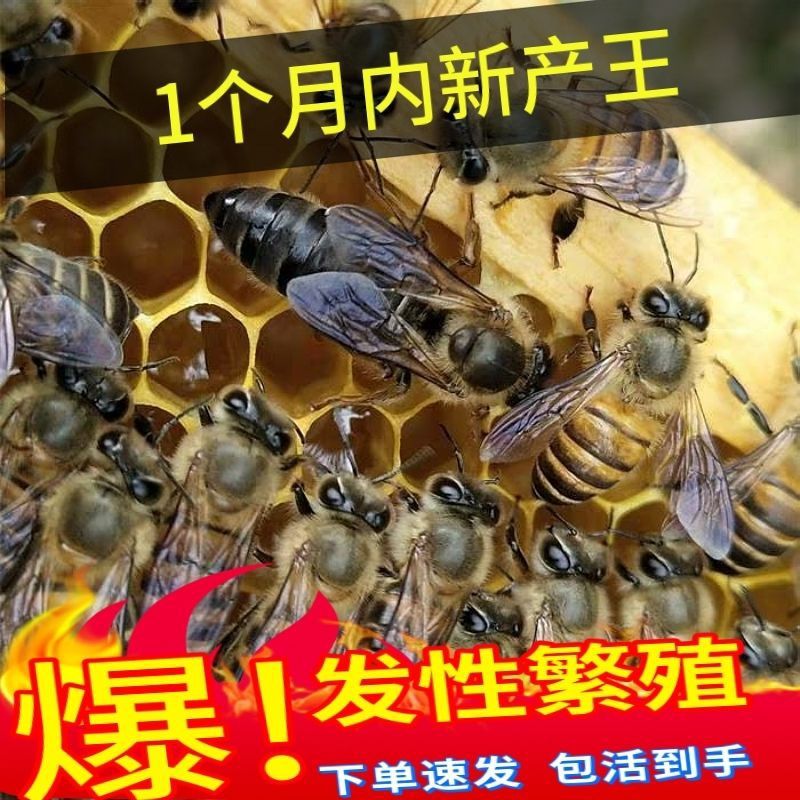 四川阿坝开产王种王重庆蜜蜂王正品高产好蜂王正宗中蜂产卵王纯