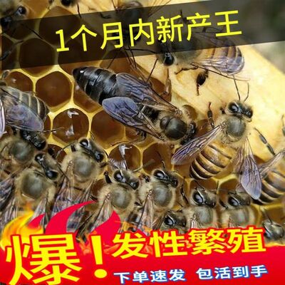 四川阿坝开产王种王重庆蜜蜂王正品高产好蜂王正宗中蜂产卵王纯