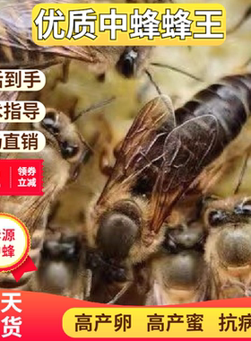 中蜂蜂王种王优质种良高产蜜开产双色阿坝土蜂本地处女王活体中锋