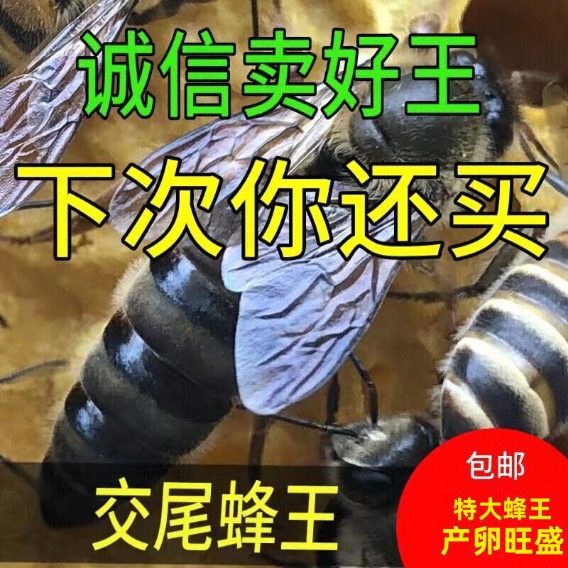 中蜂四川阿坝蜂王开产王种王贵州蜜蜂王中华蜂王特大号产卵王