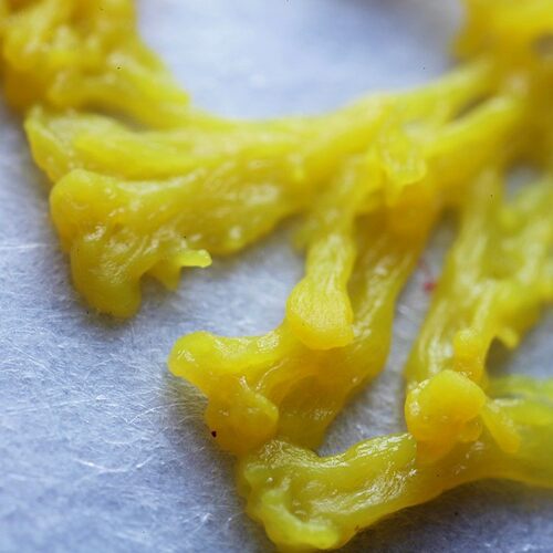 黏菌宠物硫酸黏菌素黏菌菌种黏菌素兽用硫酸黏菌可溶性粉黏菌玩具