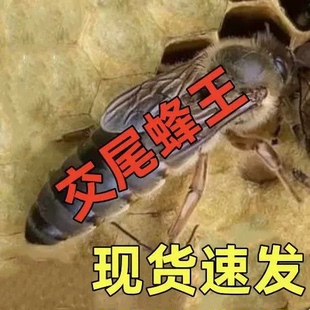 [精选蜂种]中蜂高产蜂王 阿坝王双色王活体 新开产产卵王