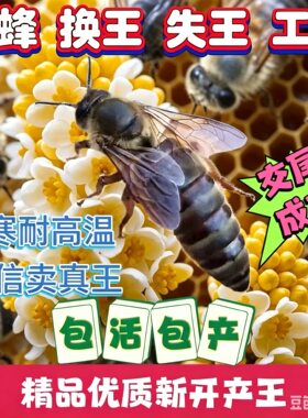 中蜂蜂王交尾优质高产开产王蜂群双色产卵蜜蜂广东阿坝女王伏牛