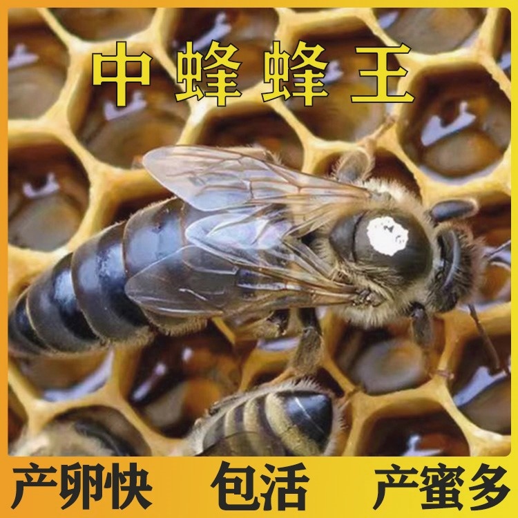 中蜂蜂王种王蜜蜂产卵王阿坝纯种开产新王广西强群王云南活体土蜂
