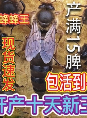 中蜂王种王蜜蜂产卵王活体强群王阿坝纯种土蜂带工蜂包活新开产王