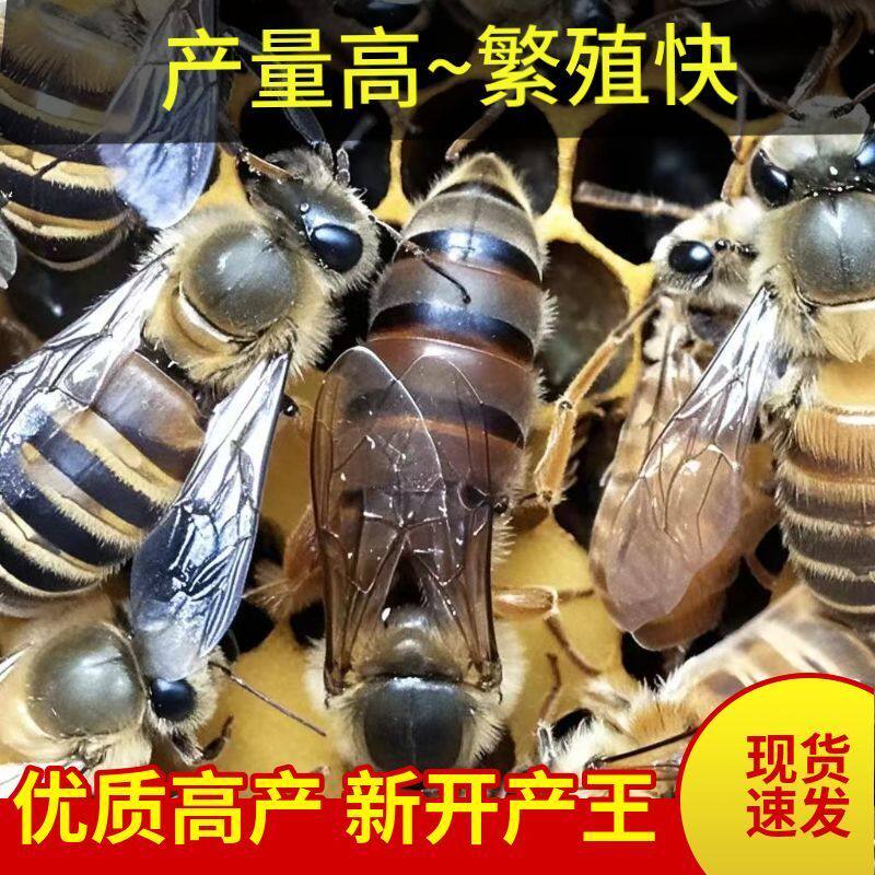 【中蜂蜂王】开产王蜜蜂活体产卵开产新王阿坝中华蜂[高产品种】