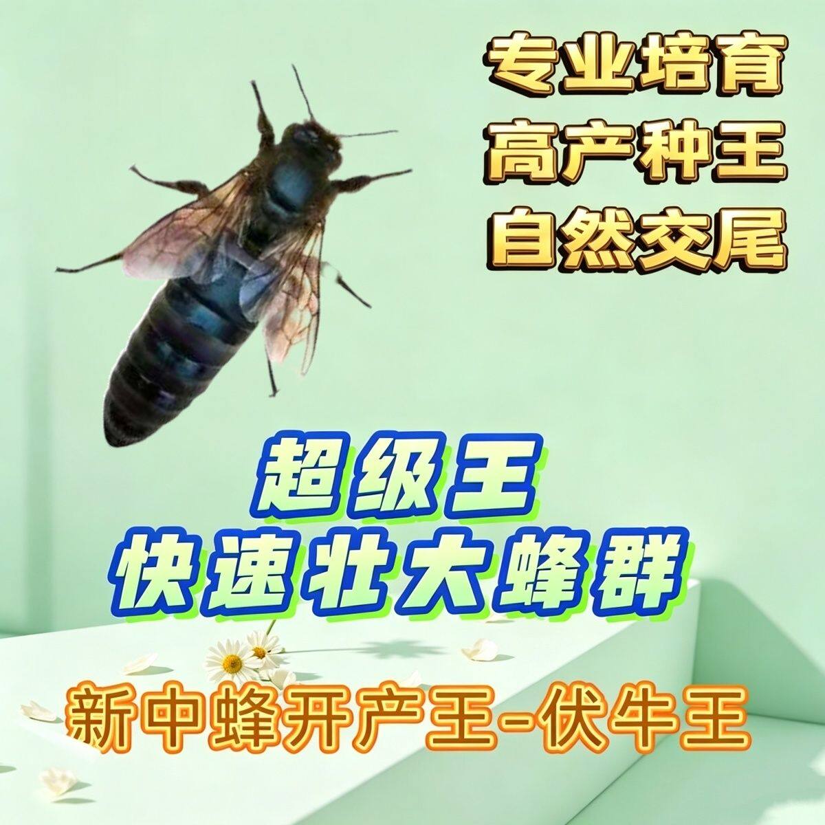 【本月新王】优质中蜂蜂王新开产王中蜂产卵王广东蜂王蜜蜂种王