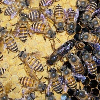 中蜂蜂王现货现抓高产蜜蜂蜂王伏牛王阿坝王双色王黑王交尾王