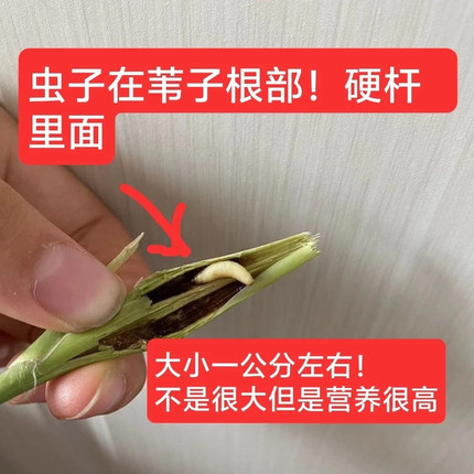 苇子虫高蛋白鸟类零食专业补膘不上火野生芦苇苇子虫带根