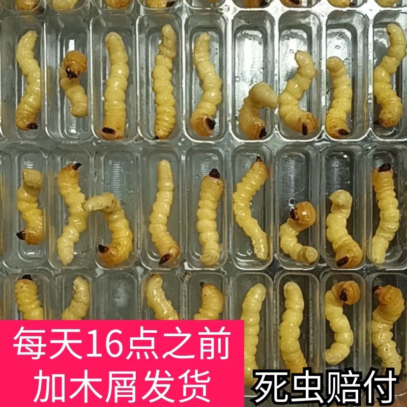 新货野生小头柴虫50只贵州松树天牛幼虫画眉比赛鸟食状膘活虫