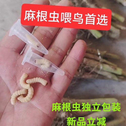 野生麻根虫壮膘提性鸟用高蛋白独立包装有大有小不上火 玉米虫