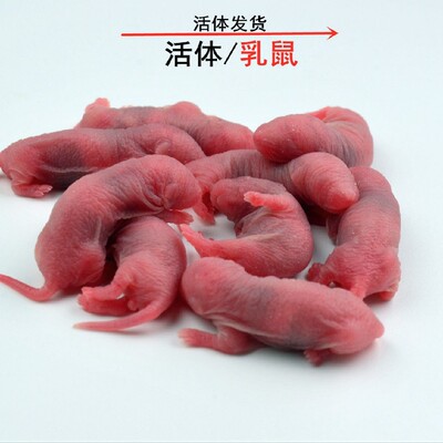 宠物饲料活体小白鼠乳鼠独立包装人工养殖红皮粉皮白霜亚成