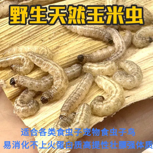 野生玉米虫1-2厘米鸟零食补膘纯野生麻根虫活虫高营养大虫喂鸟