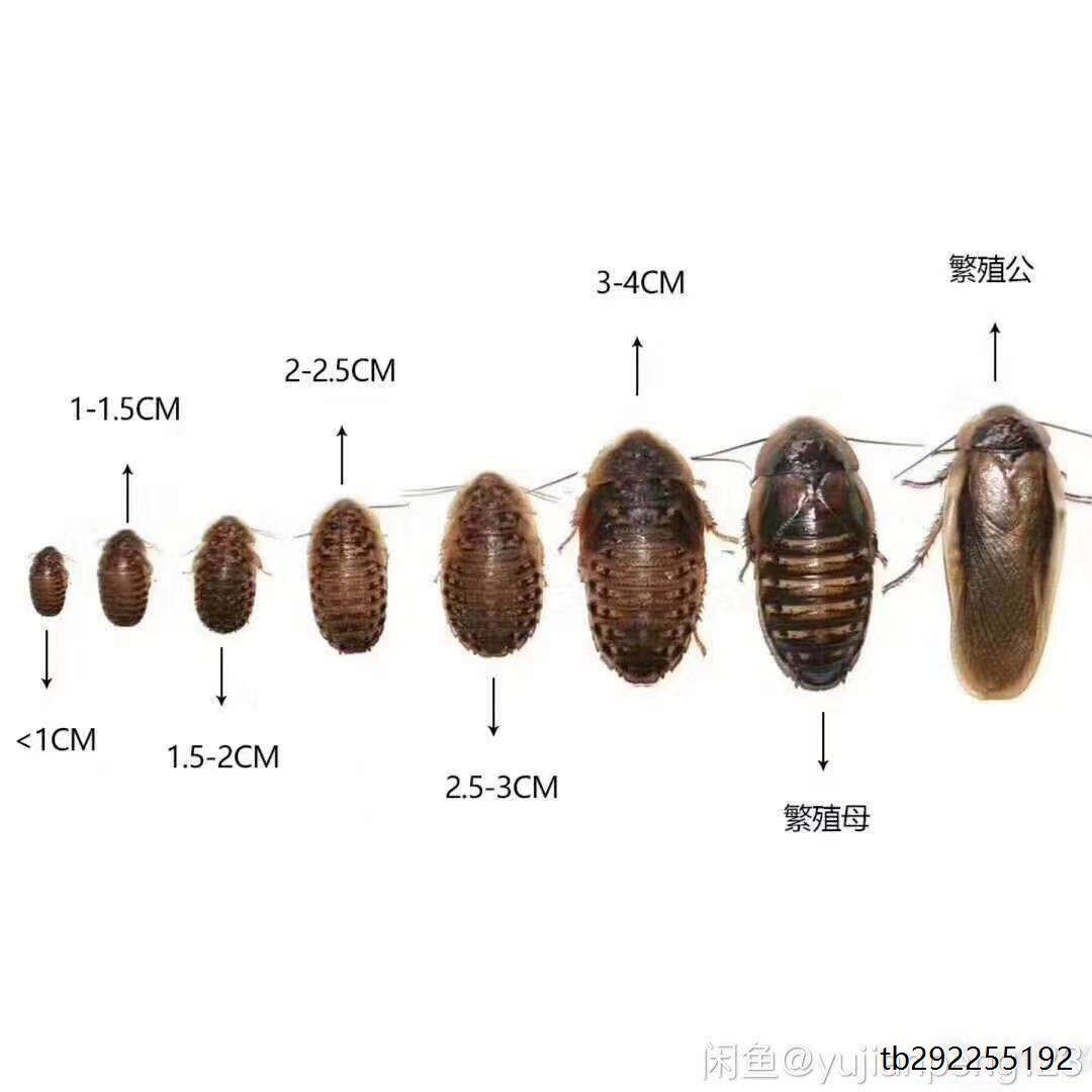 杜比亚蟑螂活虫昆虫饲料