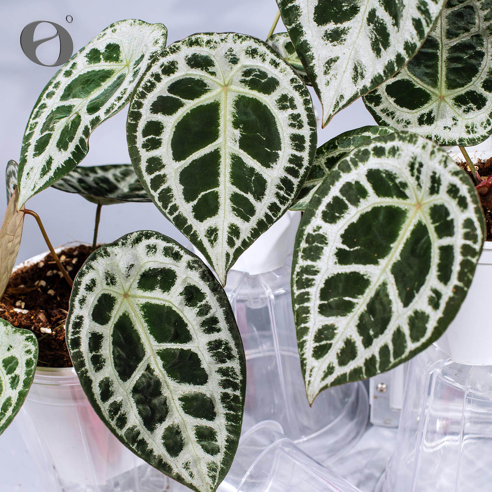 活性保持/ ET水晶盾花烛 天南星科热植观叶植物盆栽绿植