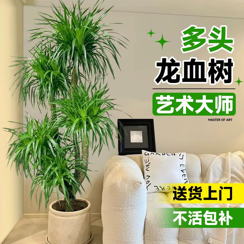 龙血树客厅绿植大型多头龙须树老桩盆栽真树大号室内盆景好养植物