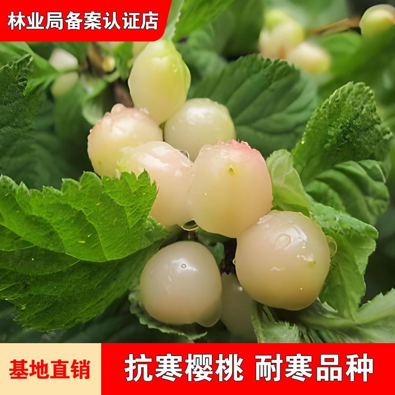 正宗白玉毛樱桃树苗耐寒抗冻嫁接小樱桃山樱盆栽地栽南北种植结果