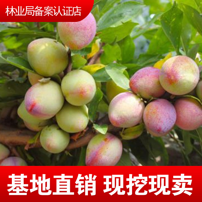 吉胜李子嫁接树苗东北干碗桃李苗鸡心李脱核吉胜耐寒果苗盆栽地栽