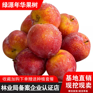 正宗大红袍李子树苗东北品种干核干碗李子盆栽地栽南北方种植结果