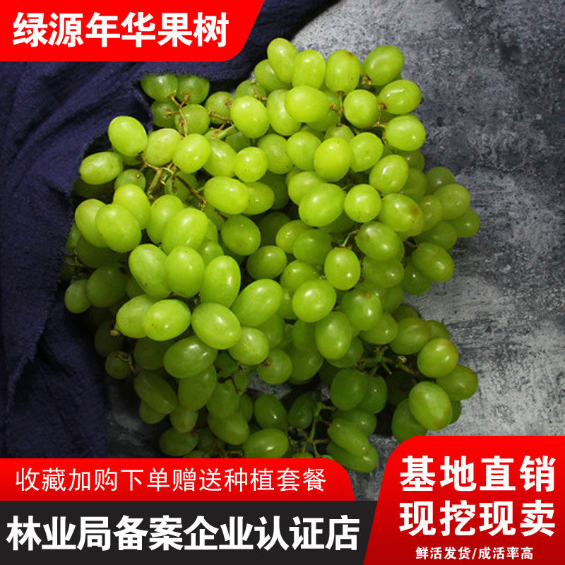 新品种日本香印晴王葡萄苗水晶无核葡萄树苗青提无籽葡萄树苗结果