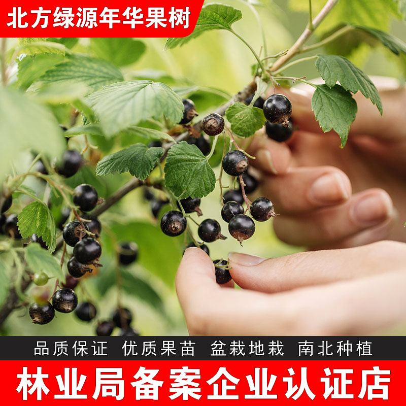 黑加仑树葡萄苗不爬藤盆栽地栽南北方种植当年结果耐冻盆景醋栗苗