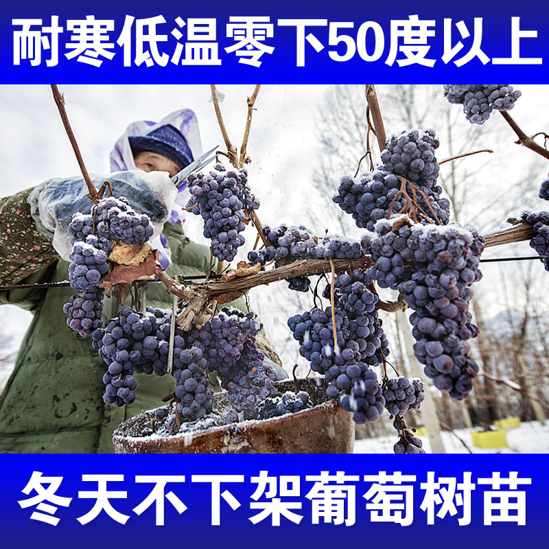 抗寒葡萄树苗冬天耐寒零下50度