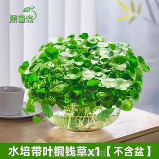 草花卉养活通用盆栽水园艺植物水培家居铜钱水仙室内盆景绿植养