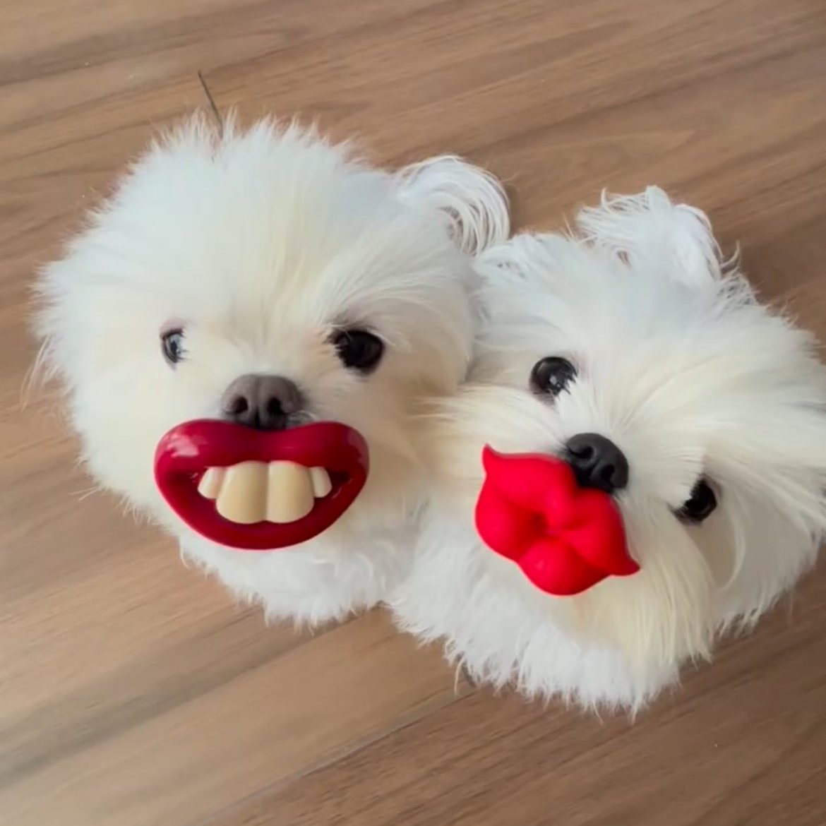 【必须亲一个！】狗狗龅牙装饰搞怪仿生奶嘴幼犬磨牙解闷安抚玩具