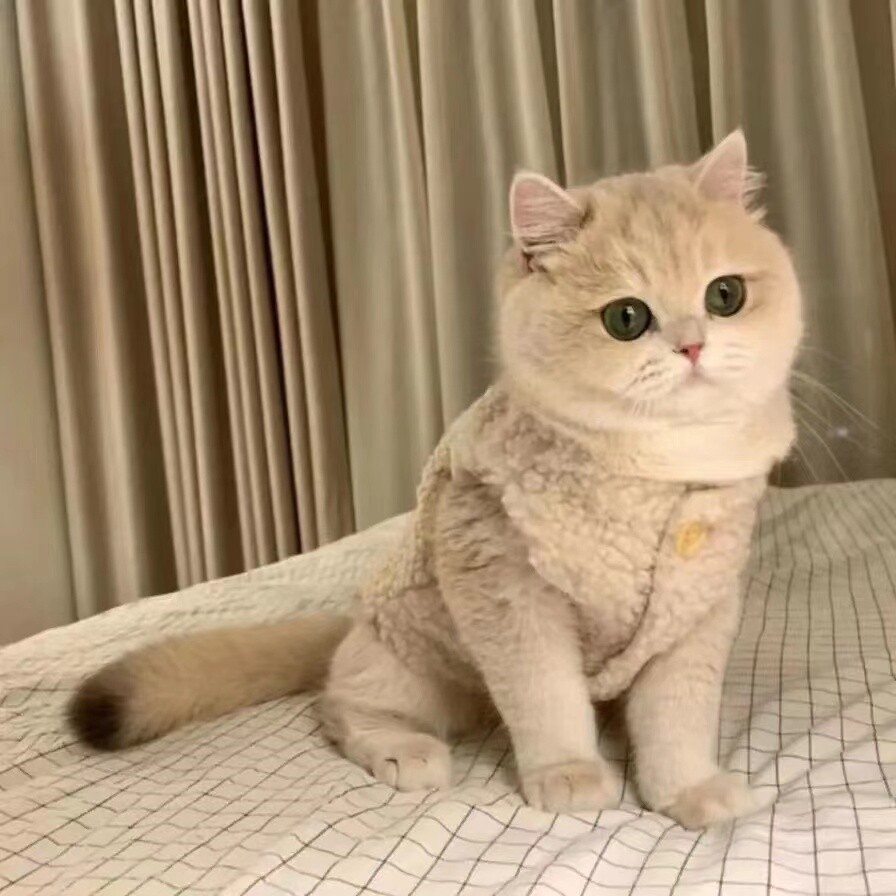猫衣服冬季保暖猫背心猫咪防脱毛衣服秋季绒衣金渐层德文猫过冬装