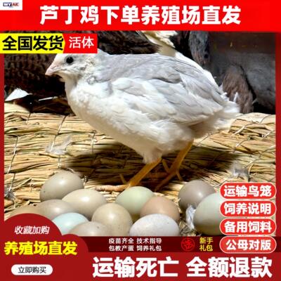 小鸡活宠物芦丁鸡网红鸡体鸡全色系观赏成鸡幼鸡包高产蛋