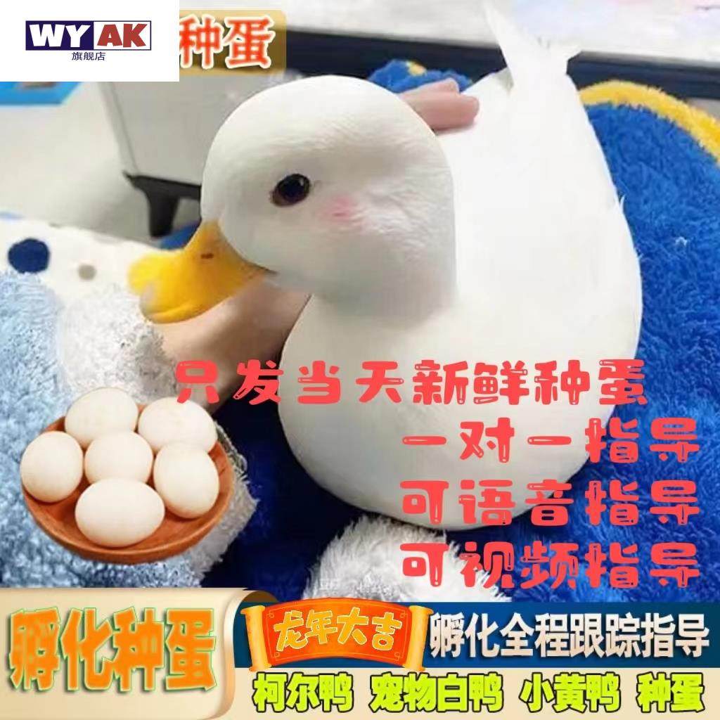 柯尔鸭活宠物纯种受精蛋白羽可孵化人工孵化种蛋鸭幼崽苗