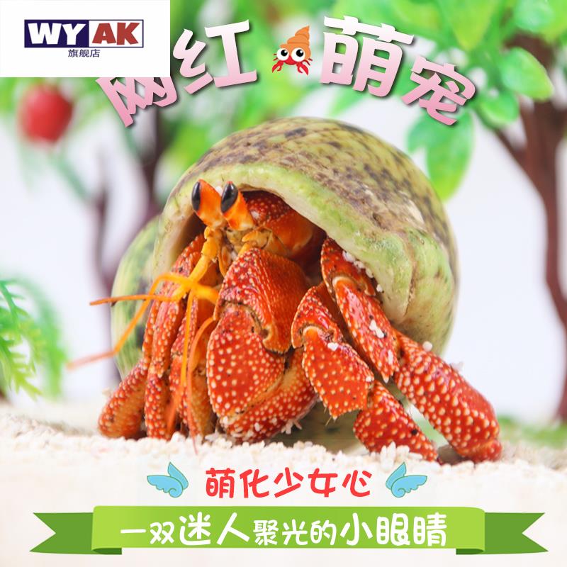 寄居蟹宠物懒人迷你攀爬动物新手好养进口观赏蟹草莓里拉灰白