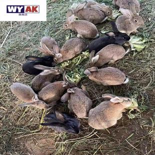 兔子活物生态散养兔活物大型肉兔种兔比利时公母家养大兔斤兔子