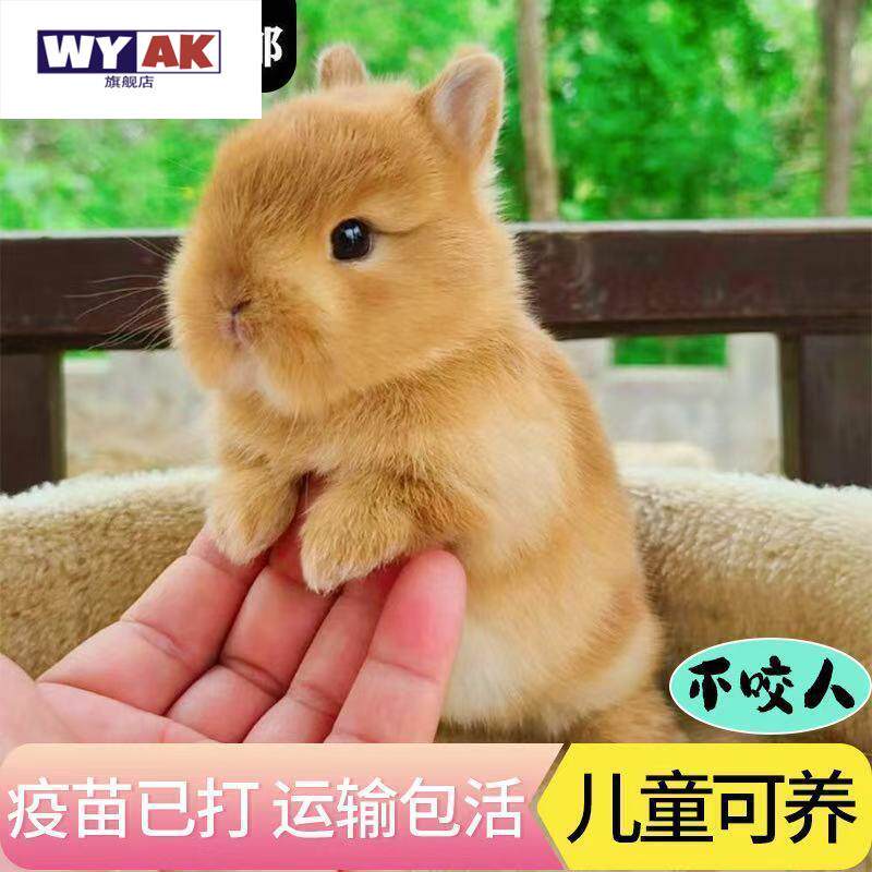 兔子活物小侏儒兔迷你长不大小型公主荷兰垂耳茶杯儿童家