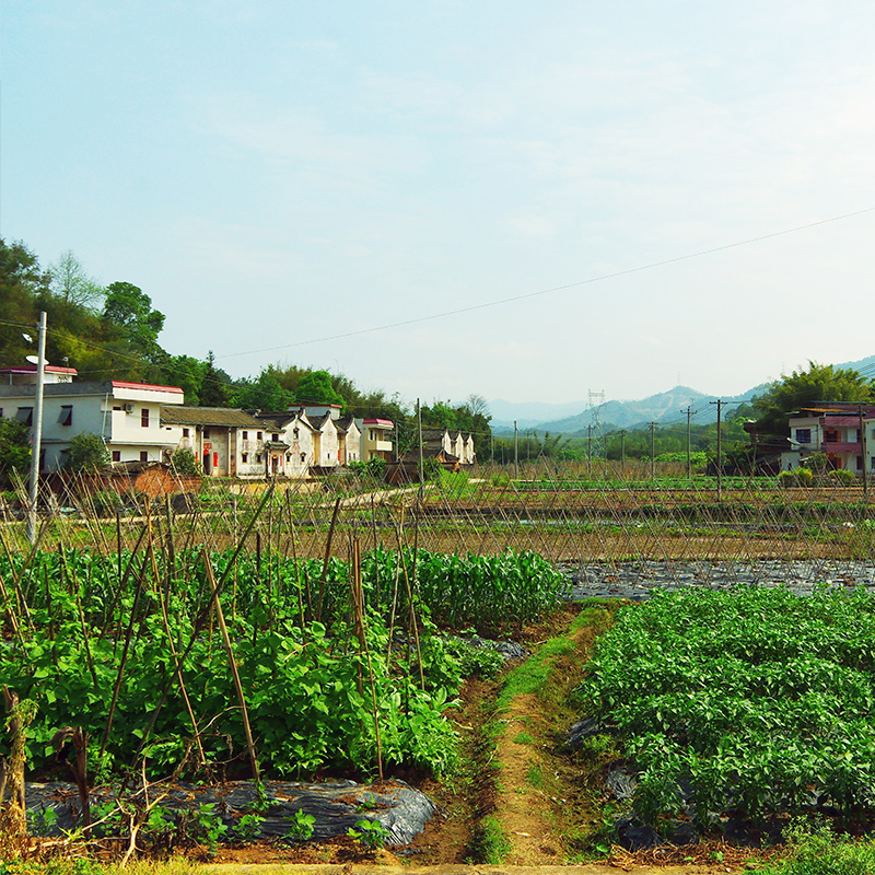 风景油菜花村庄山水直播间农村麦田陕西风光树林直播背景布3d立体网红背景布抖音快手直播高级感主播外景荷花