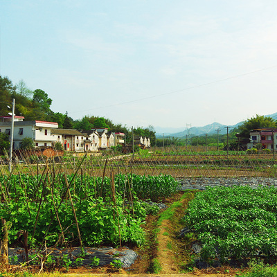 风景油菜花村庄山水直播间农村麦田陕西风光树林直播背景布3d立体网红背景布抖音快手直播高级感主播外景荷花