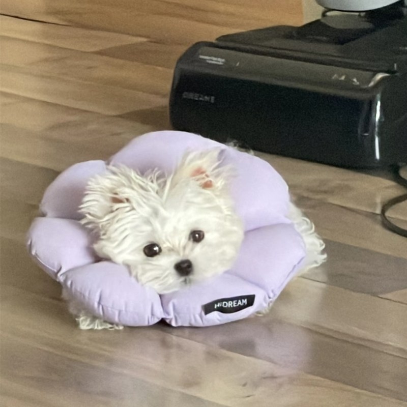 伊丽莎白软圈狗狗比熊防舔神器头套脖套脖圈套头罩防咬项圈小型犬