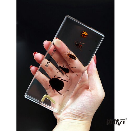 昆虫标本真虫独角仙质量怎么样 昆虫标本真虫独角仙口碑怎么样 小麦优选