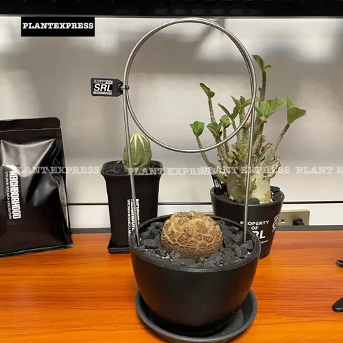 NBHD Кругковая металлическая черепаха из нержавеющей стали Шелон скалола на лок