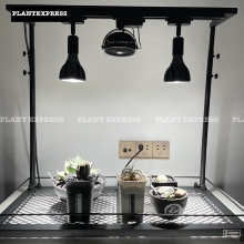 NEIGHBORHOOD日式块根植物架桌面绿植爬藤盆栽潮流摆件龟甲龙龙舌