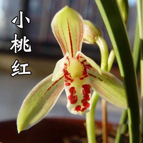 小桃红兰花 建兰四季兰浓香金边好养名贵植物 - 封面
