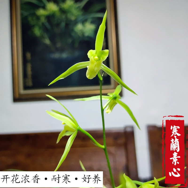 寒兰素心四季兰绿植物包邮兰花