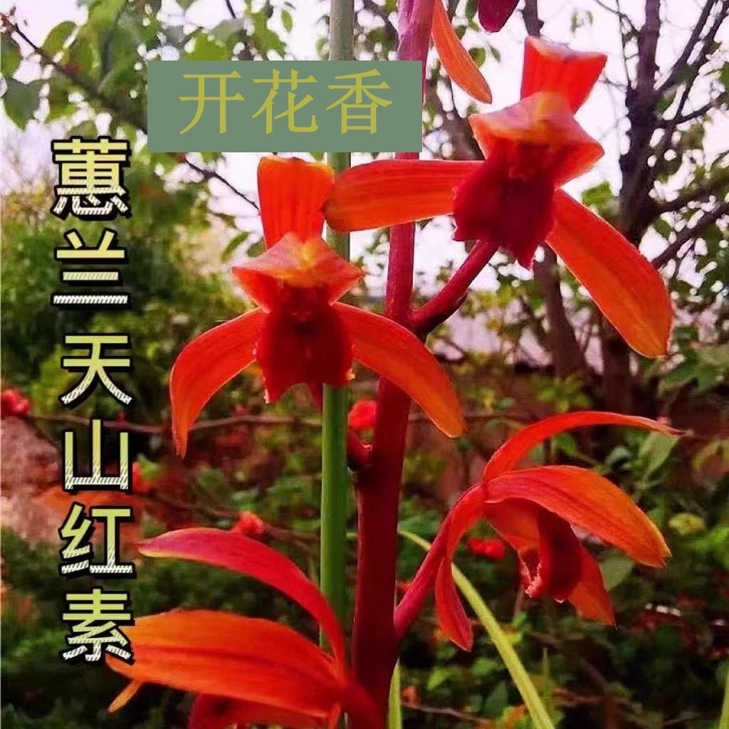 蕙兰十大名贵兰花带花苞