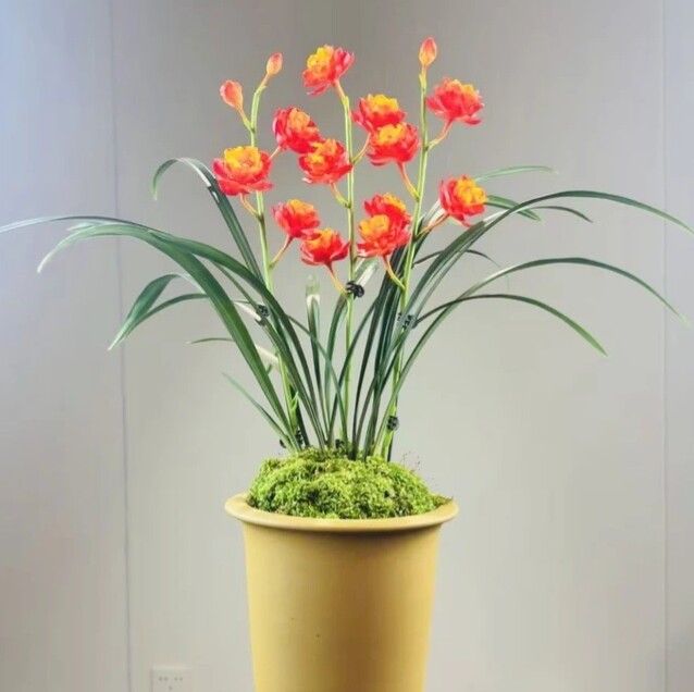 四季开花裸根发货浓香型兰花【佛光红莲】室内外盆栽好养花卉鲜活